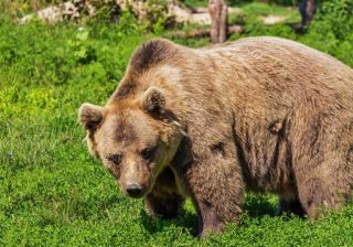 Ro-Alert, azi in Predeal! Patru ursi, zăriți lângă un hotel!