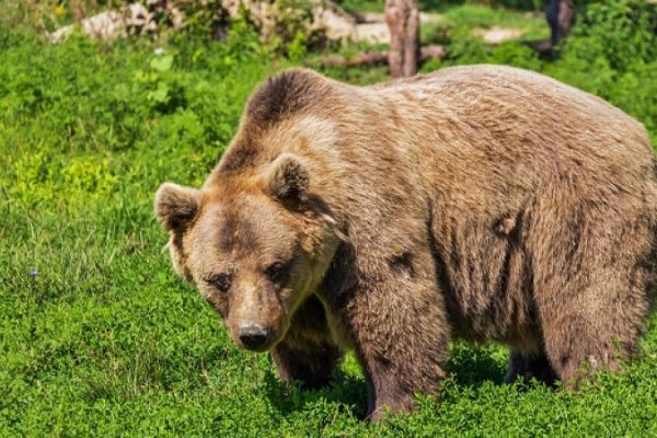 Ro-Alert, azi in Predeal! Patru ursi, zăriți lângă un hotel!
