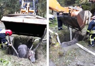Cum au salvat pompierii maramureșeni un cal cu escavatorul?