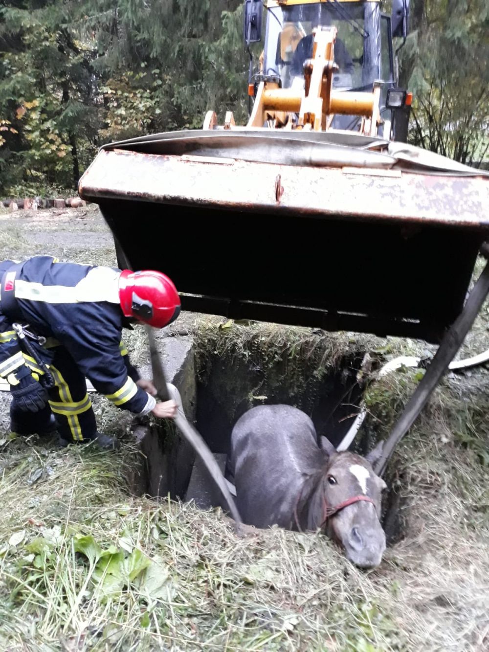 Pompierii maramureșeni au salvat un cal cu... excavatorul