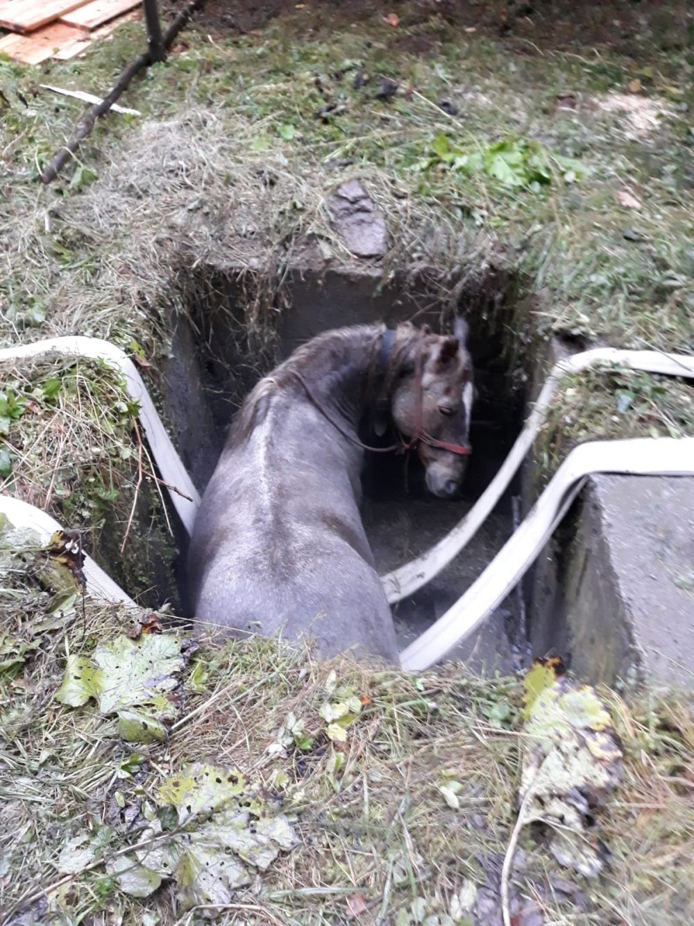 Pompierii maramureșeni au salvat un cal cu... excavatorul